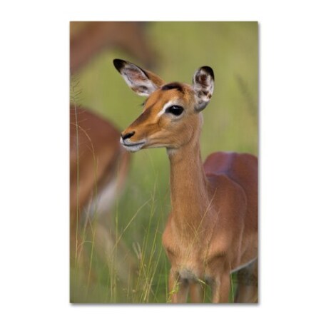 Trademark Fine Art Robert Harding Picture Library 'Baby Deer' Canvas Art, 22x32 ALI18998-C2232GG